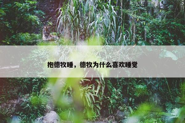 抱德牧睡，德牧为什么喜欢睡觉