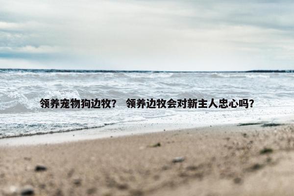 领养宠物狗边牧？ 领养边牧会对新主人忠心吗？