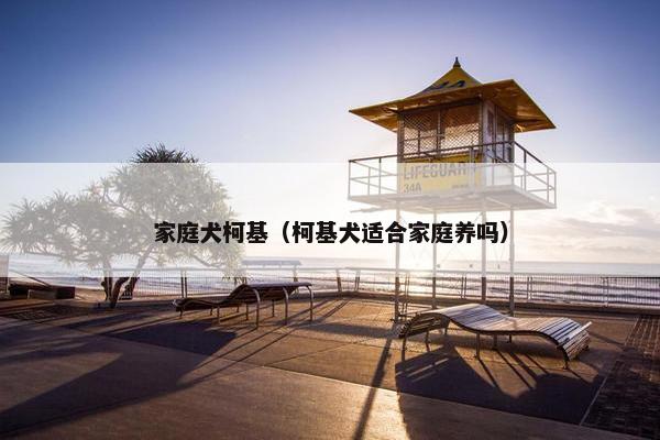 家庭犬柯基（柯基犬适合家庭养吗）