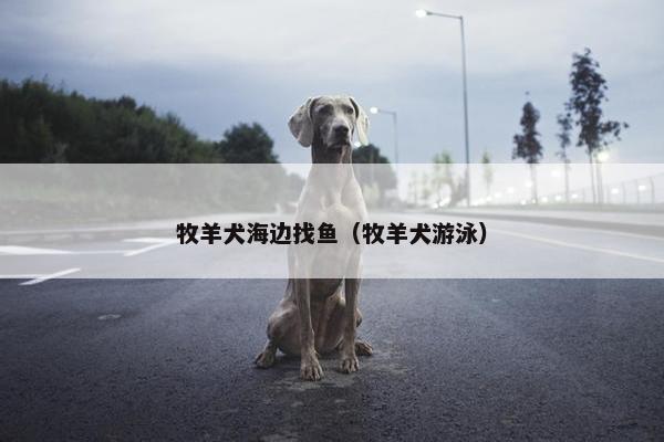 牧羊犬海边找鱼（牧羊犬游泳）