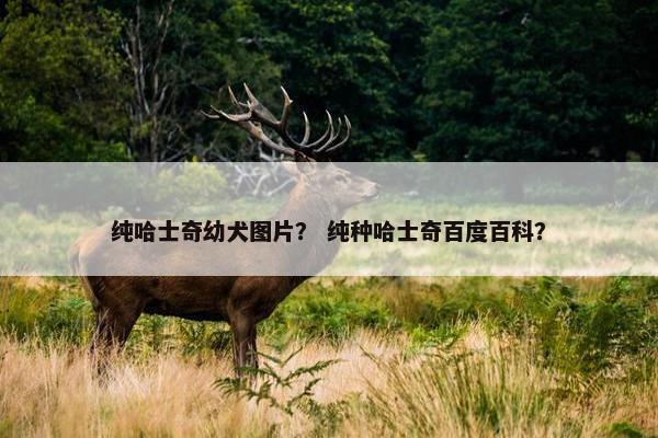 纯哈士奇幼犬图片？ 纯种哈士奇百度百科？