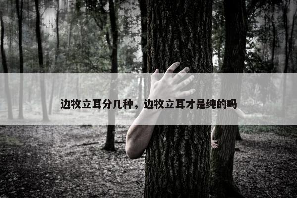 边牧立耳分几种，边牧立耳才是纯的吗