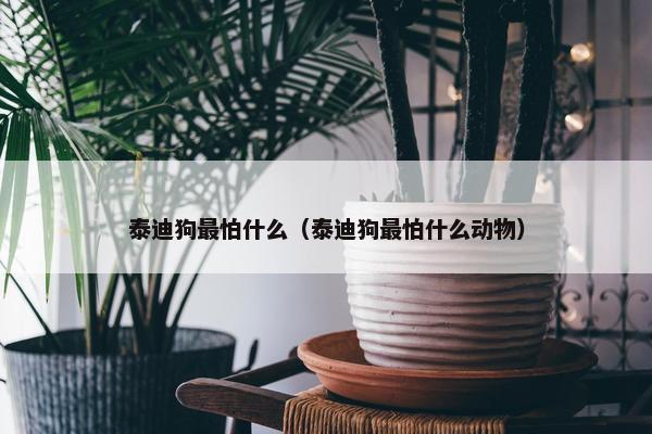 泰迪狗最怕什么（泰迪狗最怕什么动物）