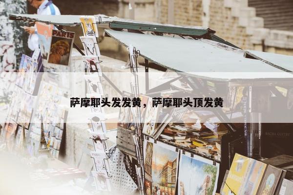 萨摩耶头发发黄，萨摩耶头顶发黄