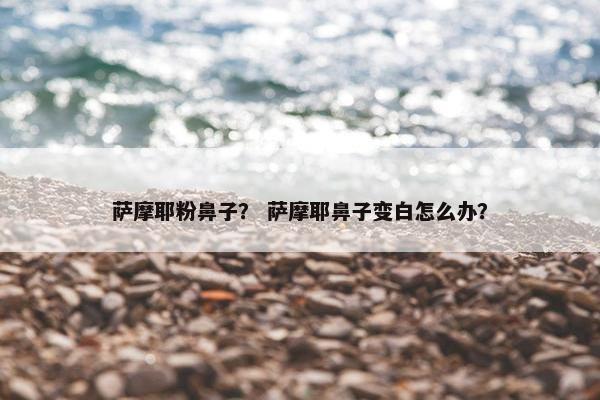 萨摩耶粉鼻子？ 萨摩耶鼻子变白怎么办？