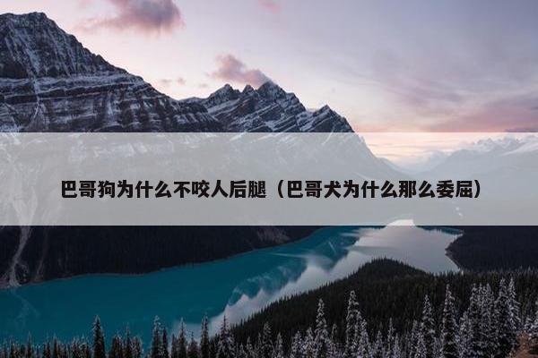 巴哥狗为什么不咬人后腿（巴哥犬为什么那么委屈）