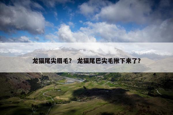 龙猫尾尖眉毛？ 龙猫尾巴尖毛揪下来了？