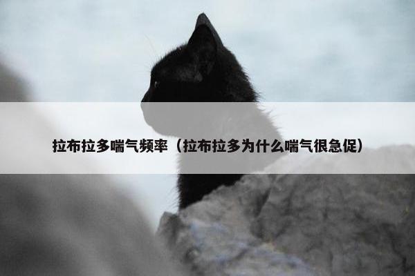 拉布拉多喘气频率（拉布拉多为什么喘气很急促）