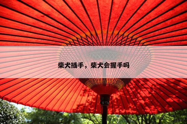 柴犬插手，柴犬会握手吗