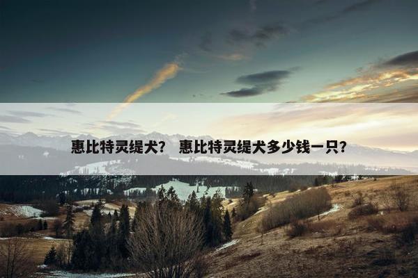 惠比特灵缇犬？ 惠比特灵缇犬多少钱一只？