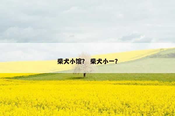 柴犬小馆？ 柴犬小一？