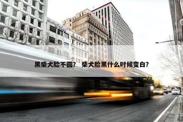 黑柴犬脸不圆？ 柴犬脸黑什么时候变白？