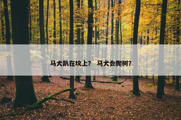 马犬趴在坟上？ 马犬会爬树？