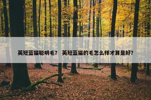 英短蓝猫聪明毛？ 英短蓝猫的毛怎么样才算是好？