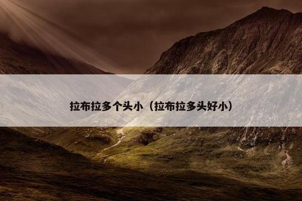 拉布拉多个头小（拉布拉多头好小）