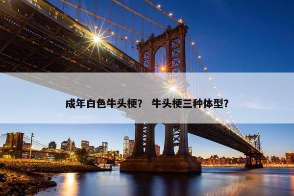 成年白色牛头梗？ 牛头梗三种体型？