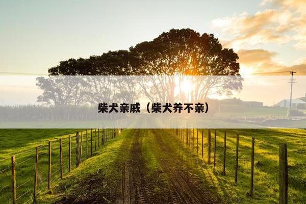 柴犬亲戚（柴犬养不亲）