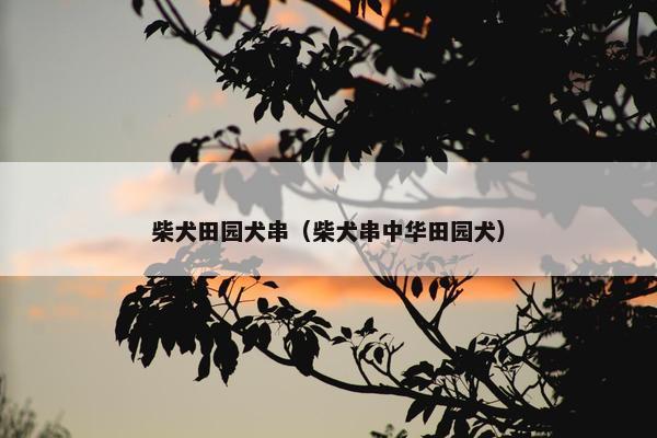 柴犬田园犬串（柴犬串中华田园犬）