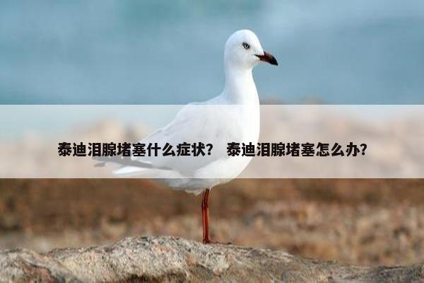 泰迪泪腺堵塞什么症状？ 泰迪泪腺堵塞怎么办？