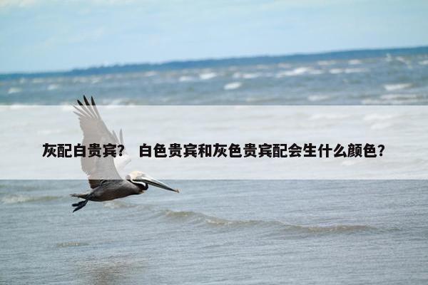 灰配白贵宾？ 白色贵宾和灰色贵宾配会生什么颜色？