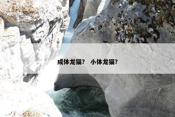 成体龙猫？ 小体龙猫？