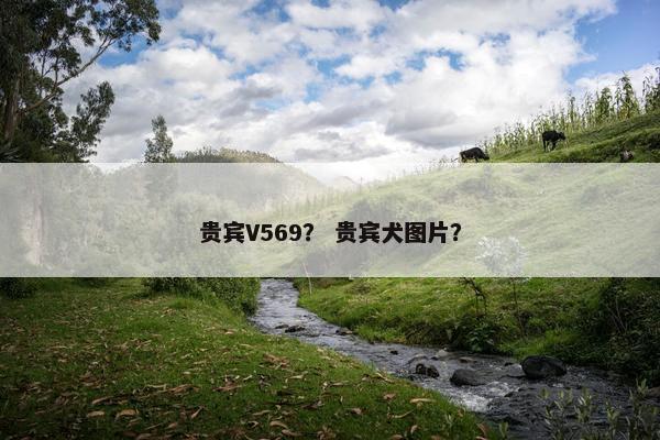 贵宾V569？ 贵宾犬图片？