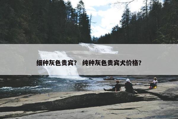 细种灰色贵宾？ 纯种灰色贵宾犬价格？