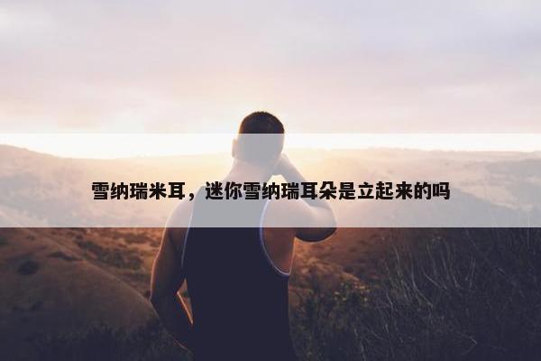 雪纳瑞米耳，迷你雪纳瑞耳朵是立起来的吗