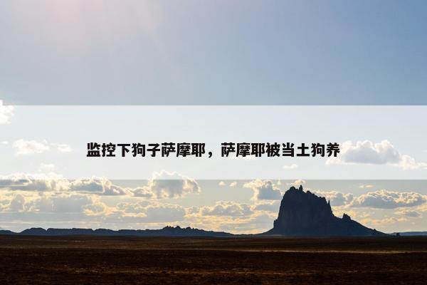 监控下狗子萨摩耶，萨摩耶被当土狗养