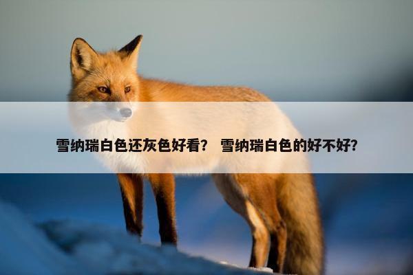 雪纳瑞白色还灰色好看？ 雪纳瑞白色的好不好？