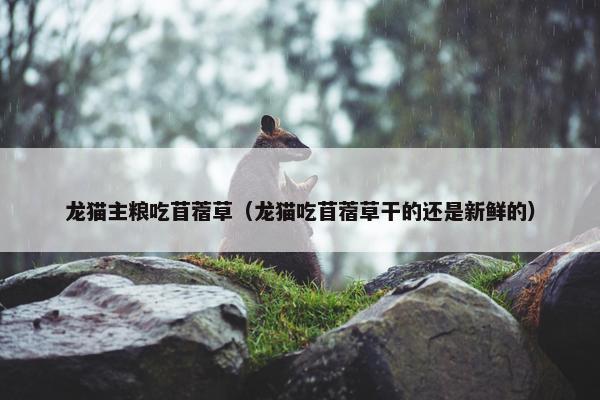 龙猫主粮吃苜蓿草（龙猫吃苜蓿草干的还是新鲜的）