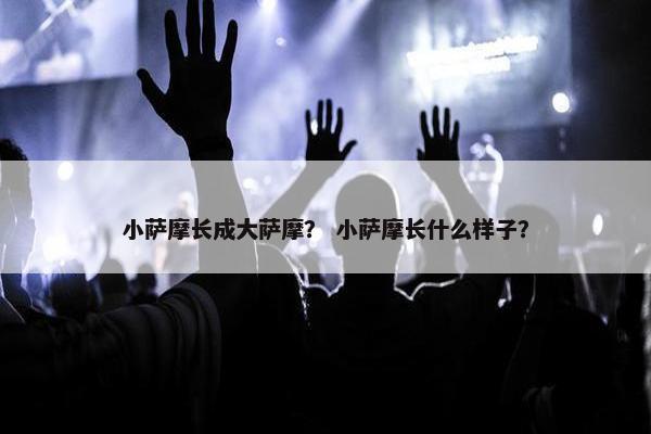 小萨摩长成大萨摩？ 小萨摩长什么样子？