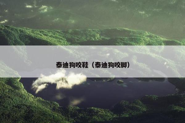 泰迪狗咬鞋（泰迪狗咬脚）
