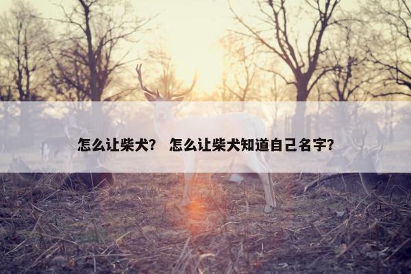 怎么让柴犬？ 怎么让柴犬知道自己名字？