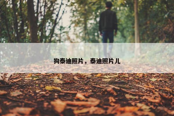狗泰迪照片，泰迪照片儿