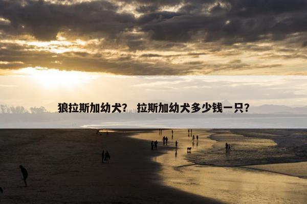 狼拉斯加幼犬？ 拉斯加幼犬多少钱一只？