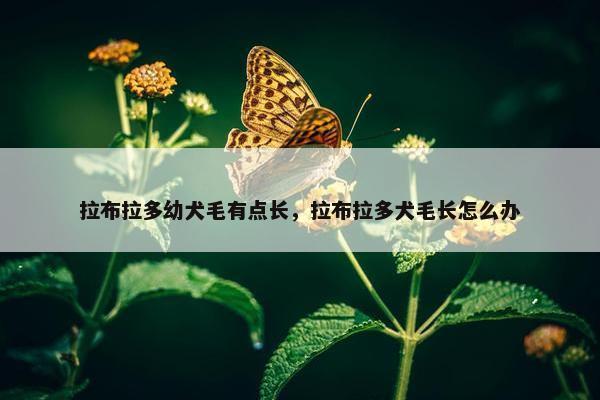 拉布拉多幼犬毛有点长，拉布拉多犬毛长怎么办