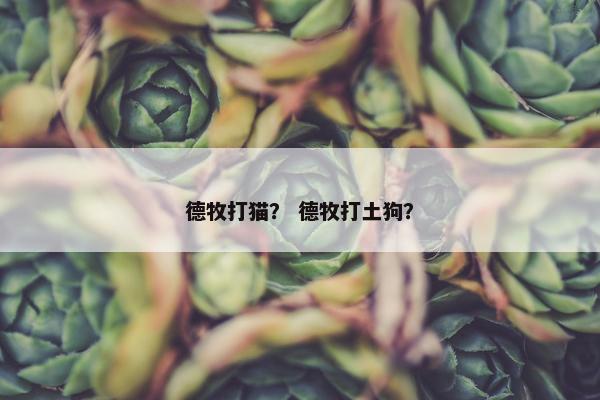 德牧打猫？ 德牧打土狗？