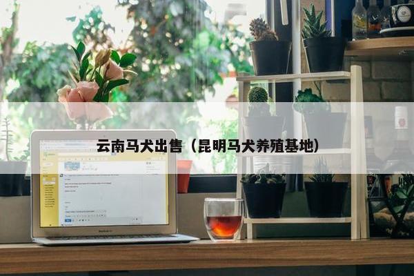 云南马犬出售（昆明马犬养殖基地）