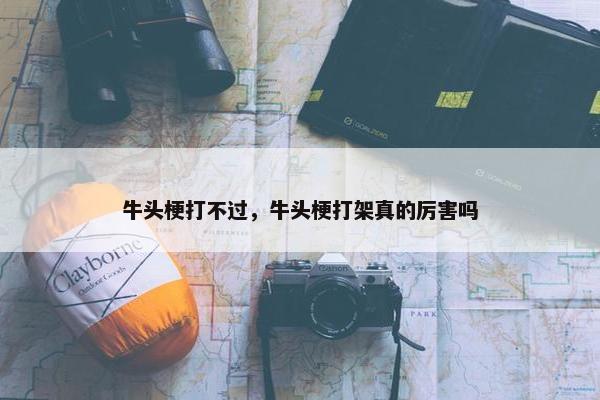 牛头梗打不过，牛头梗打架真的厉害吗