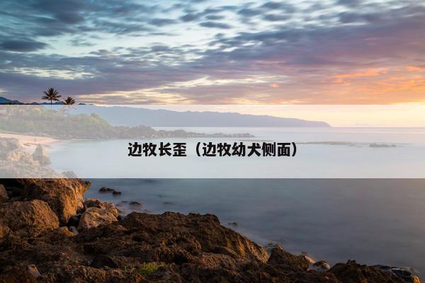 边牧长歪（边牧幼犬侧面）