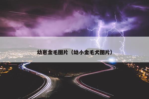 幼崽金毛图片（幼小金毛犬图片）