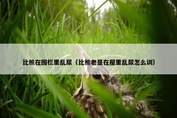 比熊在围栏里乱尿（比熊老是在屋里乱尿怎么训）