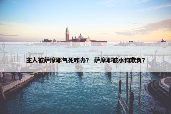 主人被萨摩耶气死咋办？ 萨摩耶被小狗欺负？