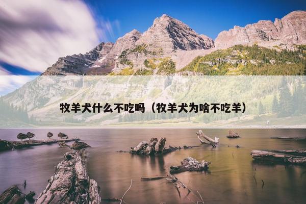 牧羊犬什么不吃吗（牧羊犬为啥不吃羊）