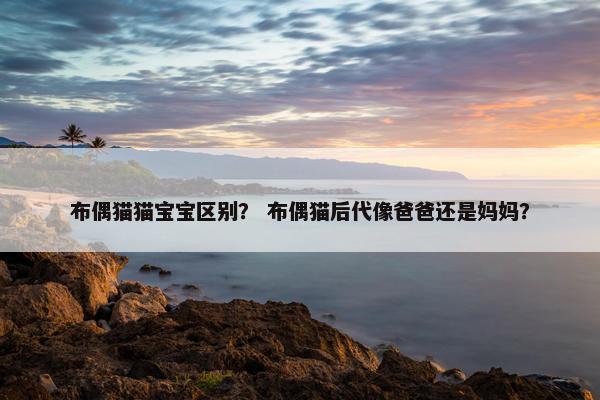 布偶猫猫宝宝区别？ 布偶猫后代像爸爸还是妈妈？