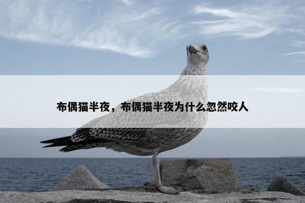 布偶猫半夜，布偶猫半夜为什么忽然咬人