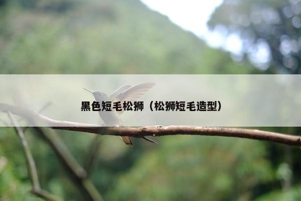 黑色短毛松狮（松狮短毛造型）