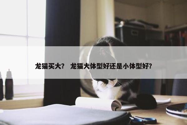 龙猫买大？ 龙猫大体型好还是小体型好？