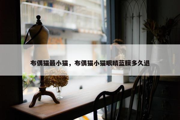 布偶猫最小猫，布偶猫小猫眼睛蓝膜多久退